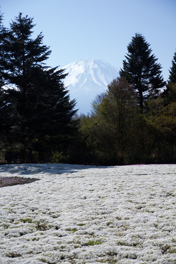 芝桜と富士